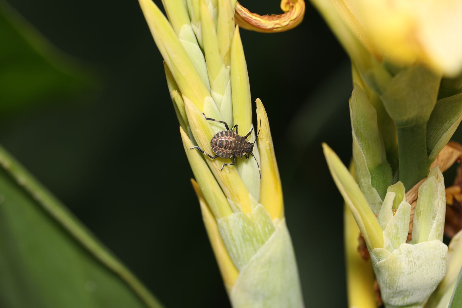 Canon EF-S 55-250mm F4-5.6 IS STM sample photo. Bug, flower, insect photography