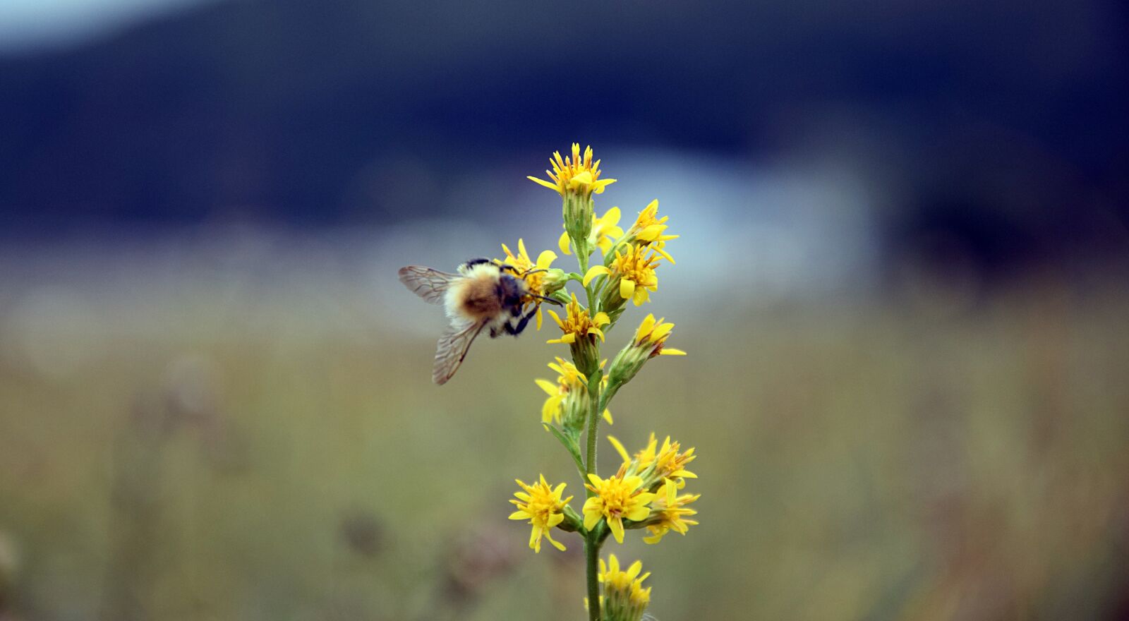 Nikon D3300 sample photo. Plant, nature, bee photography
