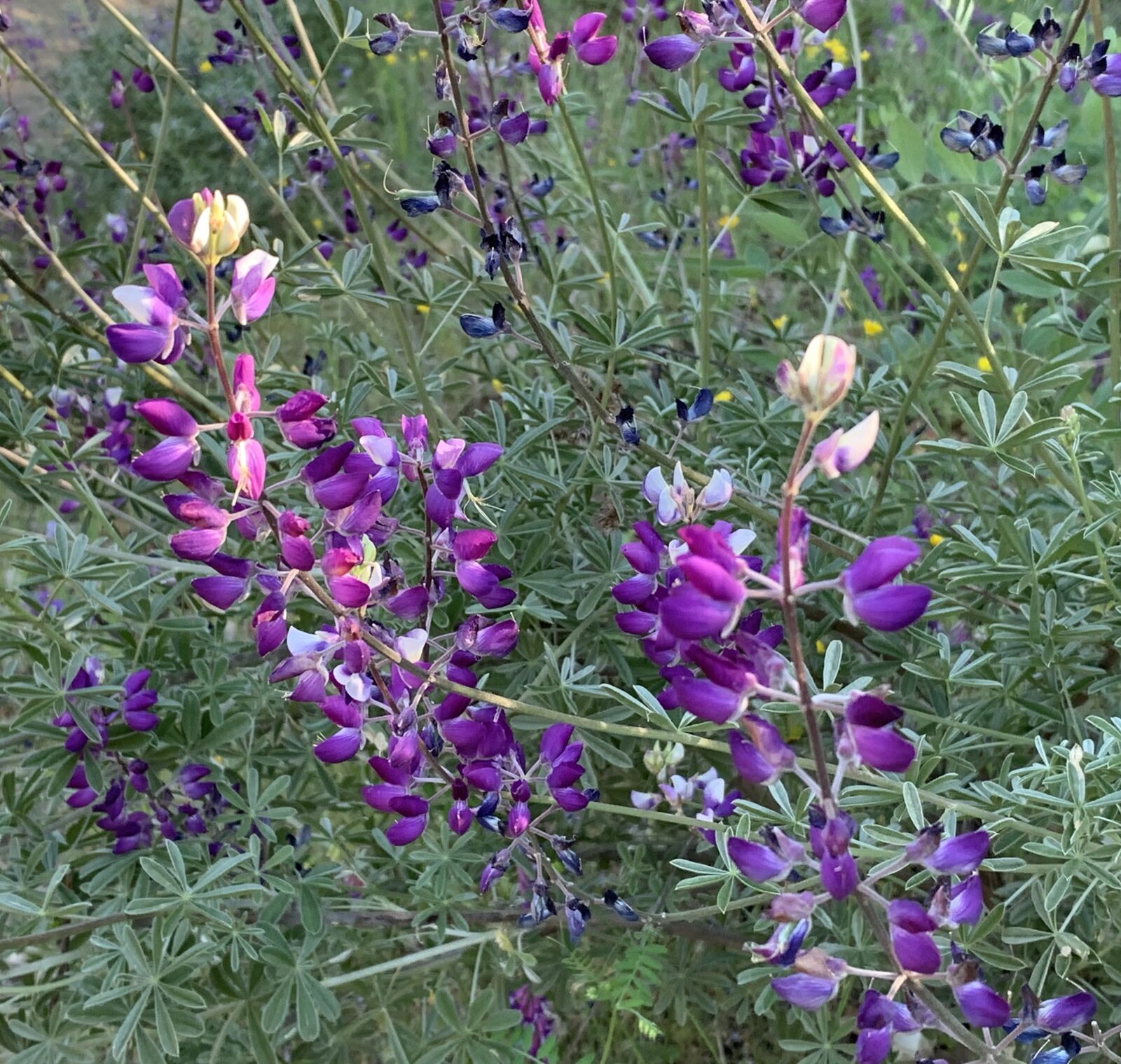 iPhone XS back dual camera 4.25mm f/1.8 sample photo. Lupine, silver lupine, wildflowers photography