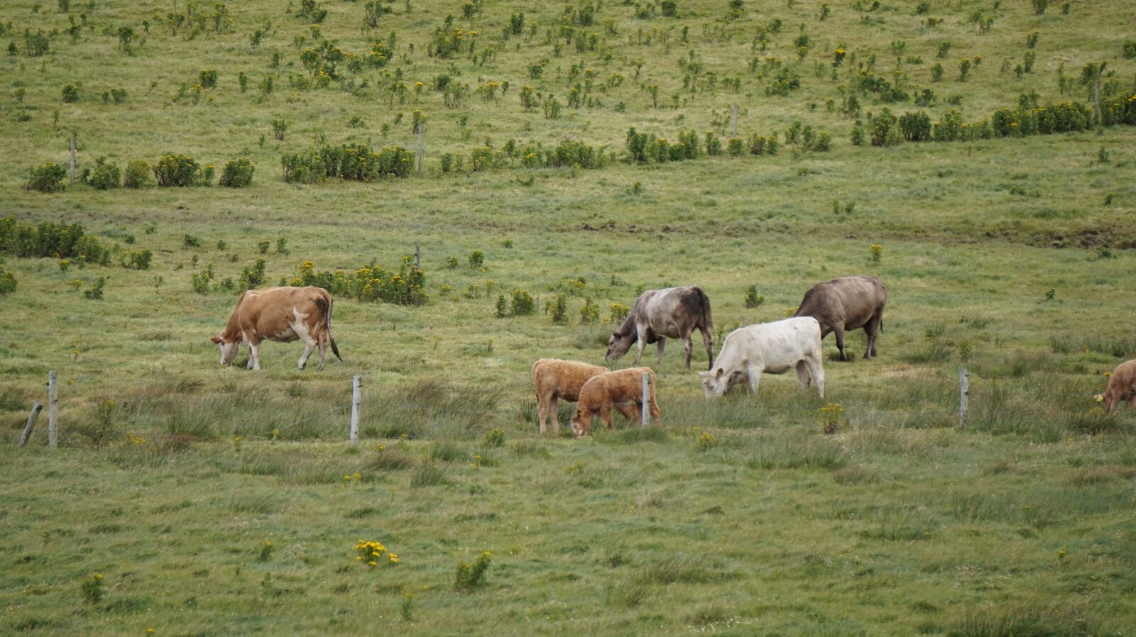 Sony E 55-210mm F4.5-6.3 OSS sample photo. Cows, ireland, livestock, pasture photography
