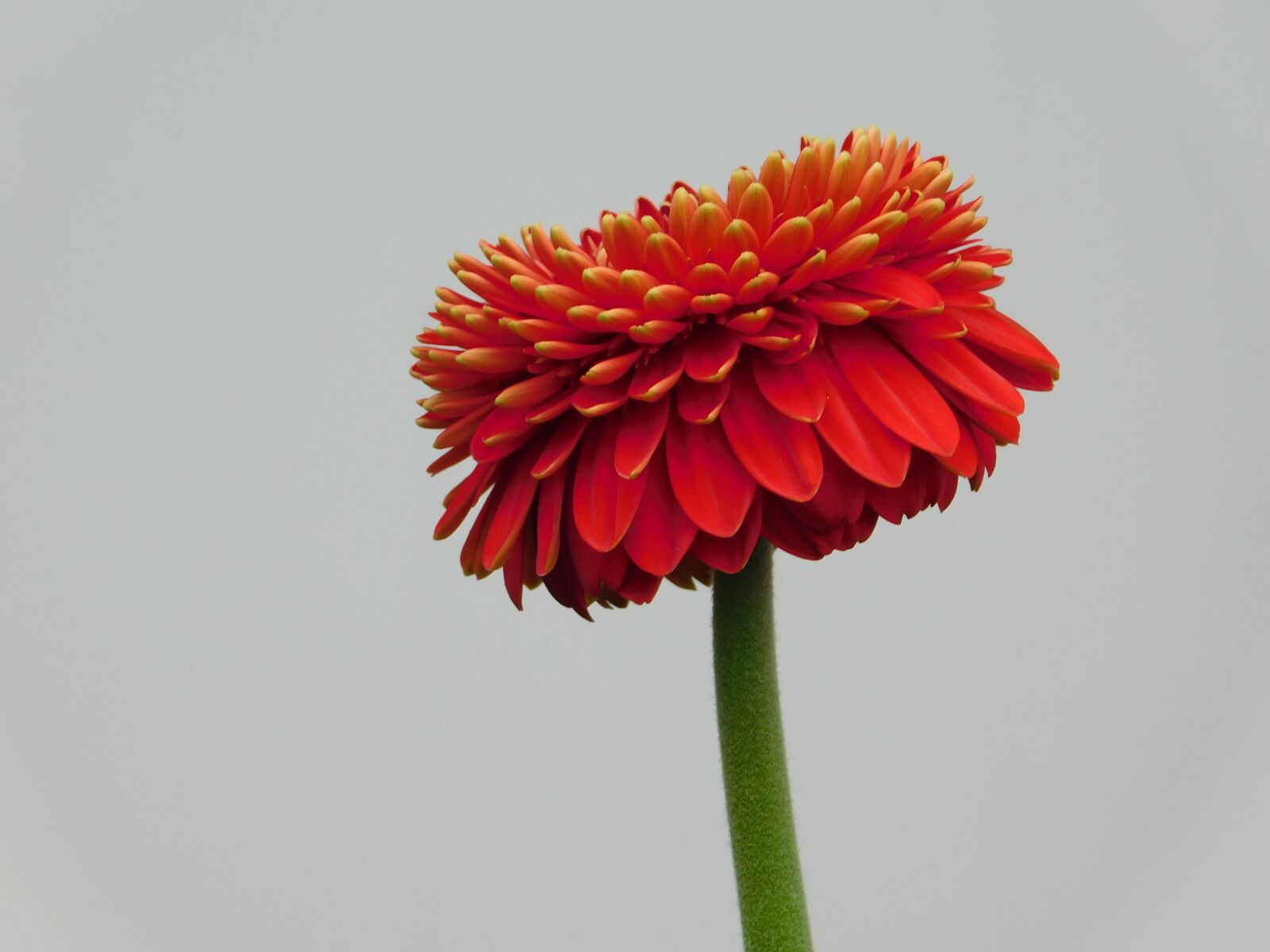 Nikon Coolpix L840 sample photo. Flower, macro, gerbera photography