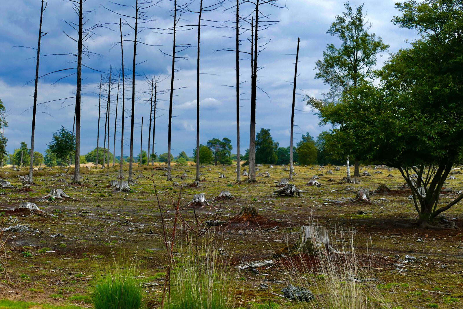 Panasonic Lumix DMC-FZ1000 sample photo. Landscape, forest, trees photography