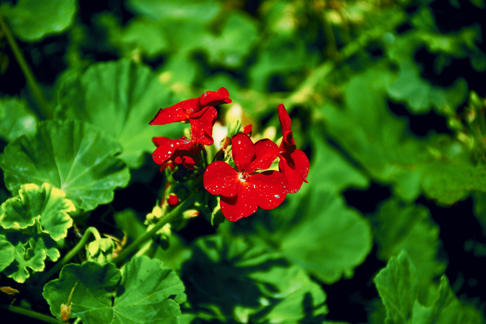 Nikon D5200 sample photo. Caesalpinia, americas, fabaceae photography