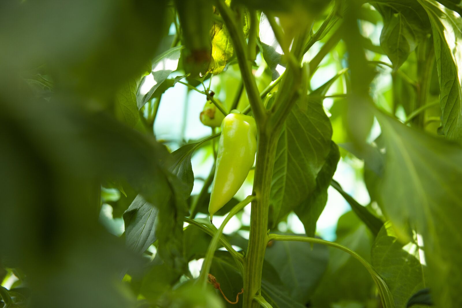 Canon EOS 5D Mark II sample photo. Chili, pepper, plant photography