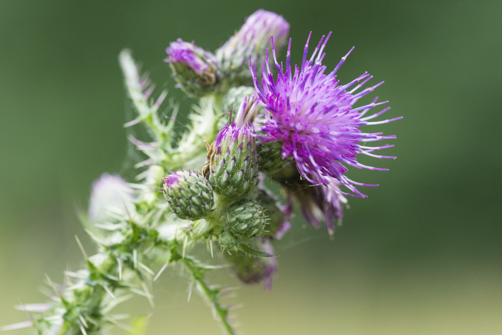 Nikon D5200 sample photo. Thistle, purple, flower photography