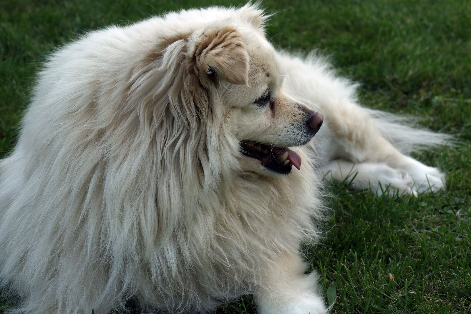 Canon EOS 7D Mark II sample photo. Doggy, lie, thoroughbred photography