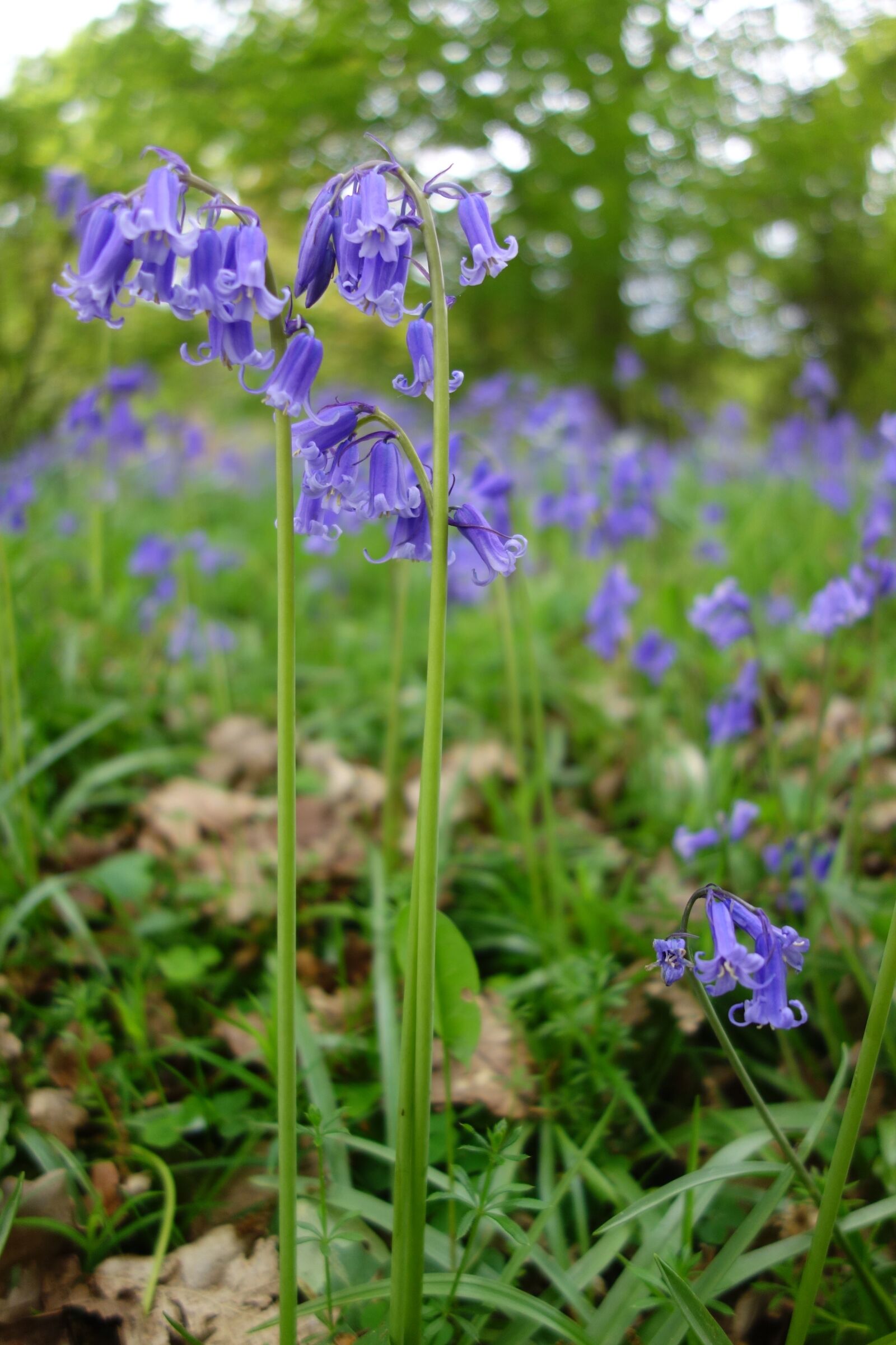 Sony Cyber-shot DSC-RX100 sample photo. Bluebell, bluebells, winkworth arboretum photography