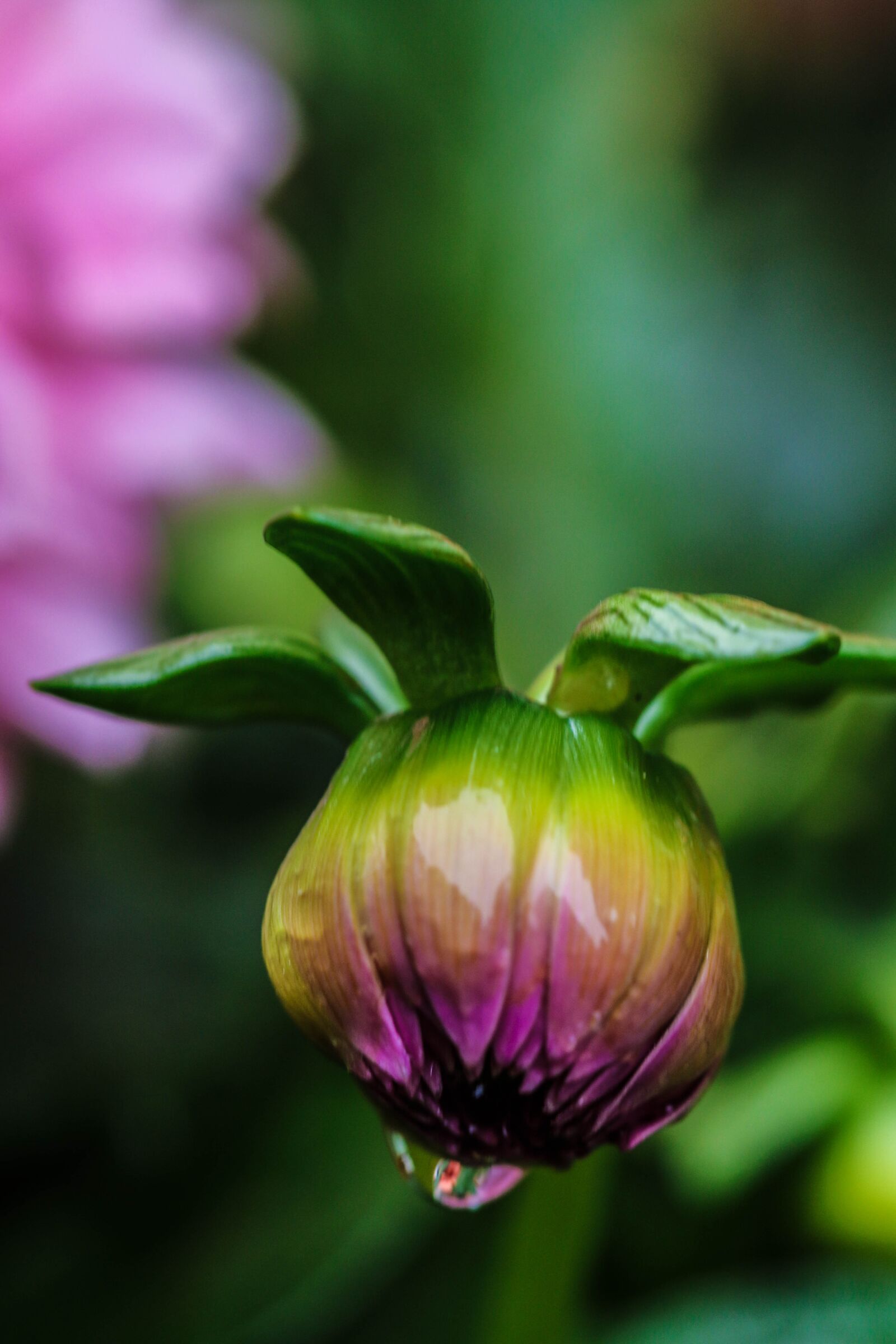 Canon EOS 7D Mark II sample photo. Bud, flower, garden flower photography