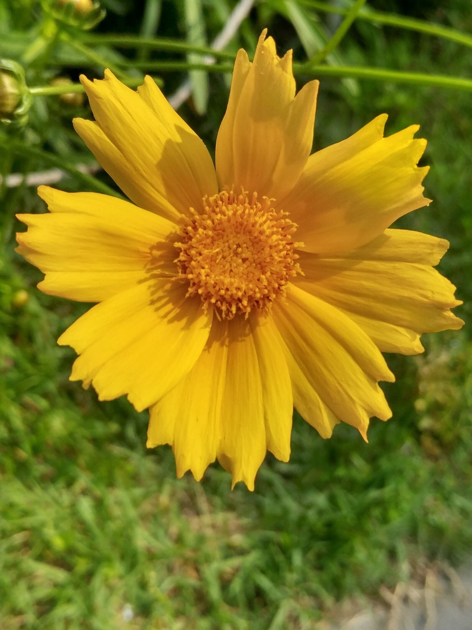 LG G5 sample photo. Nature, summer, some people photography