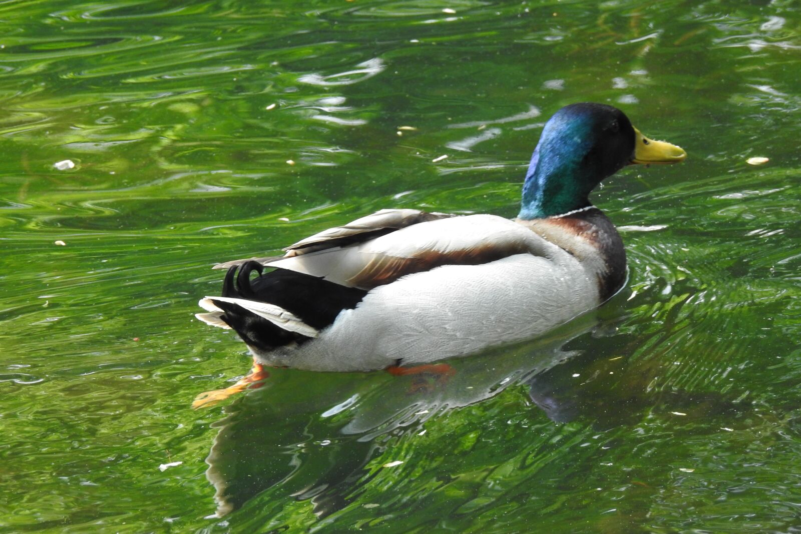 Nikon Coolpix P900 sample photo. Birds, nature, monolithic part photography