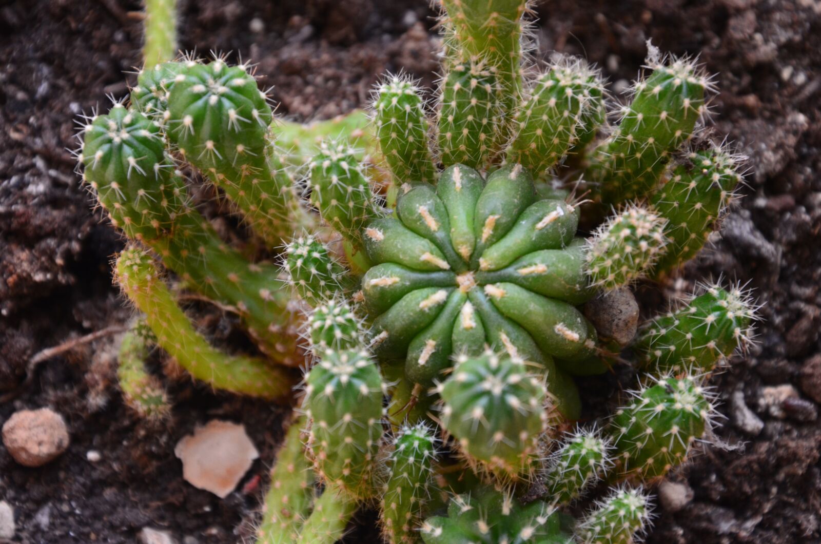 Nikon D7000 sample photo. Succulent plant, vase, thorns photography