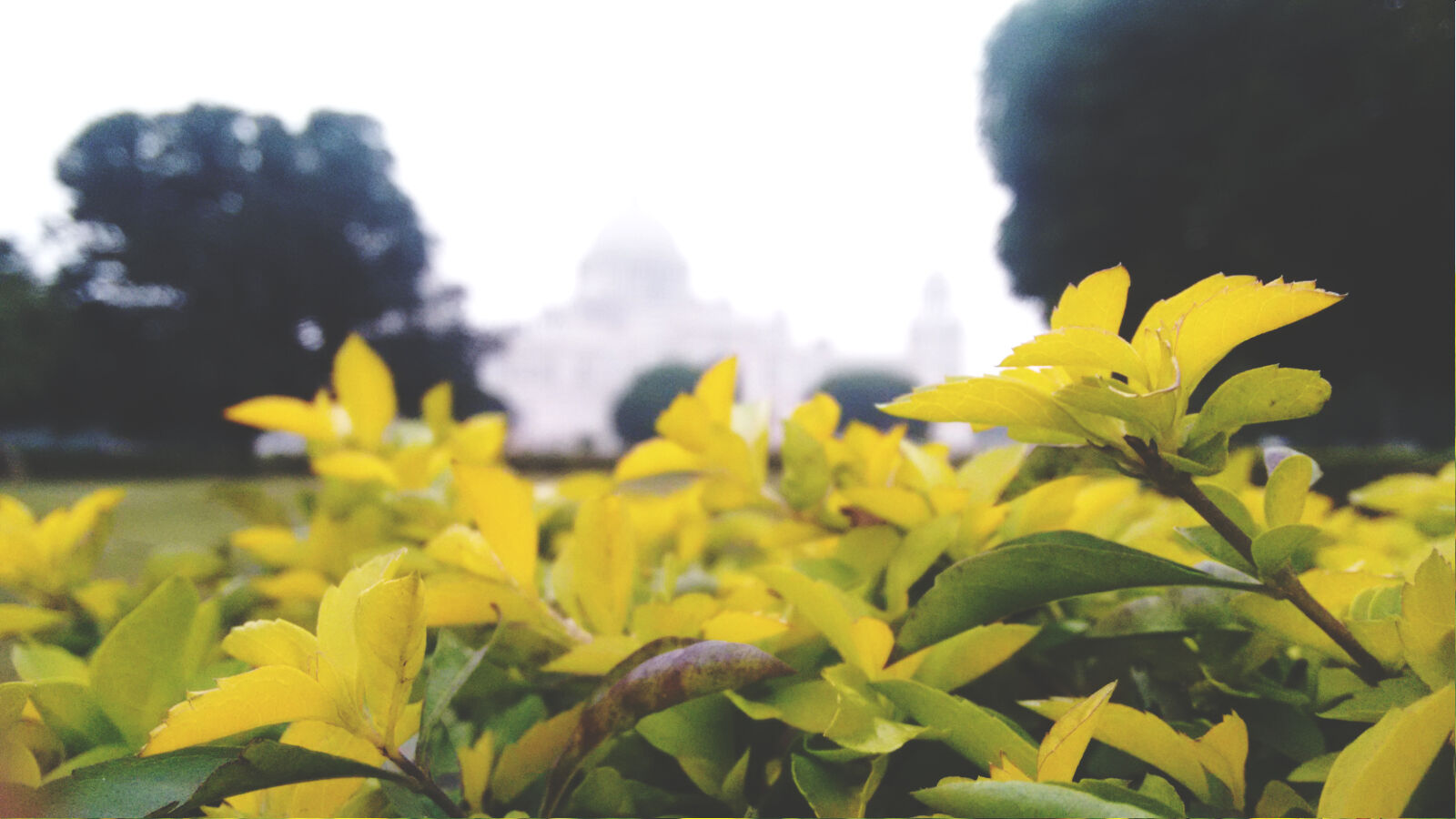 Motorola Moto G (2nd Gen) sample photo. Focused, green, leaf, kolkata photography