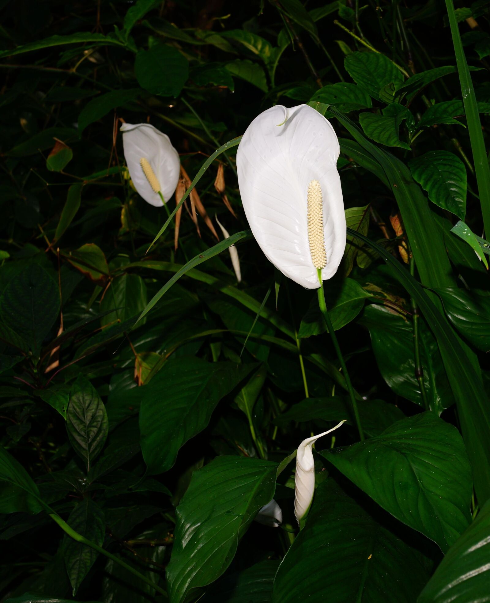 Sony Planar T* 50mm F1.4 ZA SSM sample photo. Jungle, plant, vegetation photography