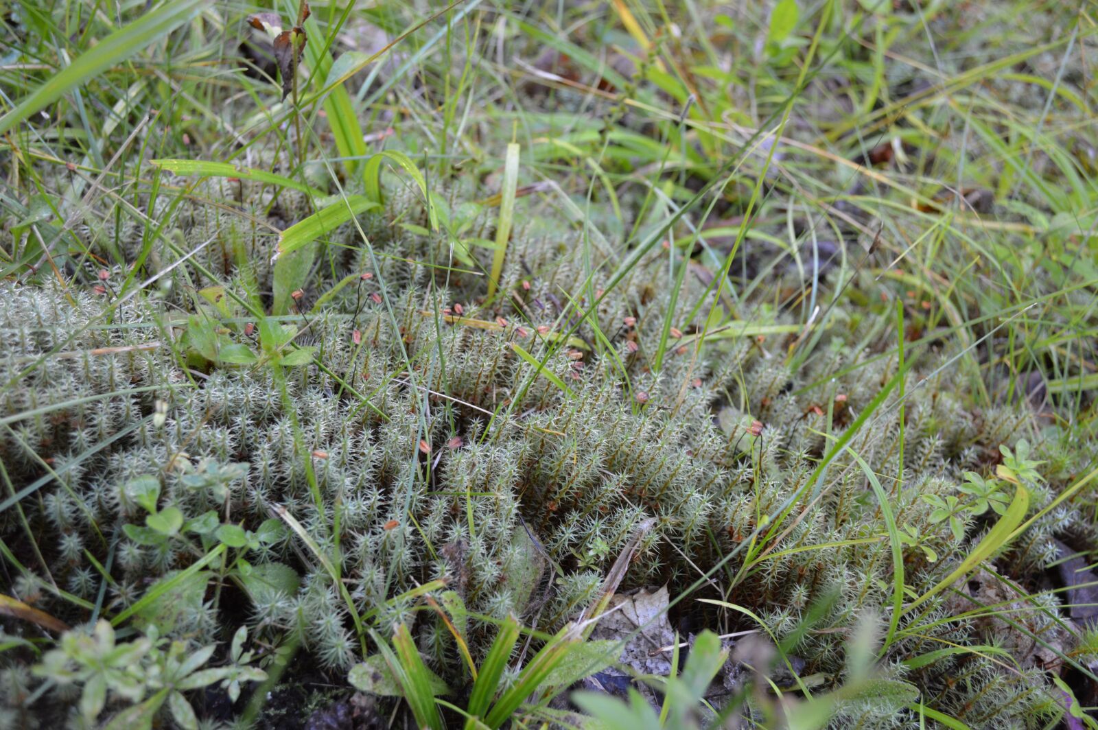 Nikon D3200 sample photo. Moss, lichen, texture photography