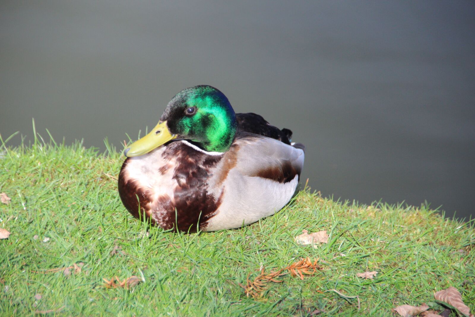 Canon EOS 600D (Rebel EOS T3i / EOS Kiss X5) sample photo. Duck, animal, water photography