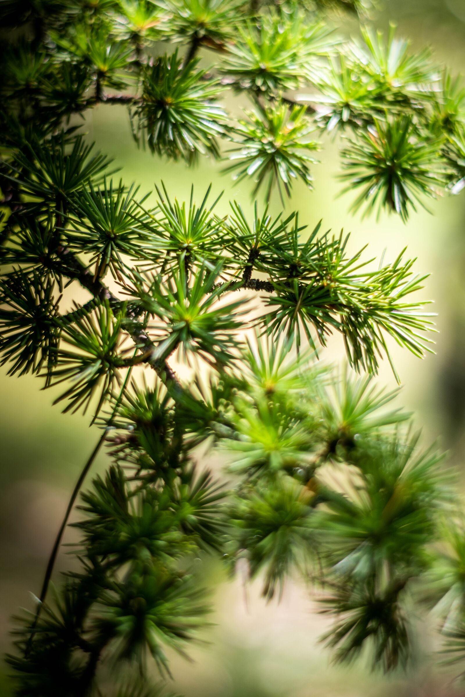 Nikon D5600 sample photo. Tree, nature, forest photography