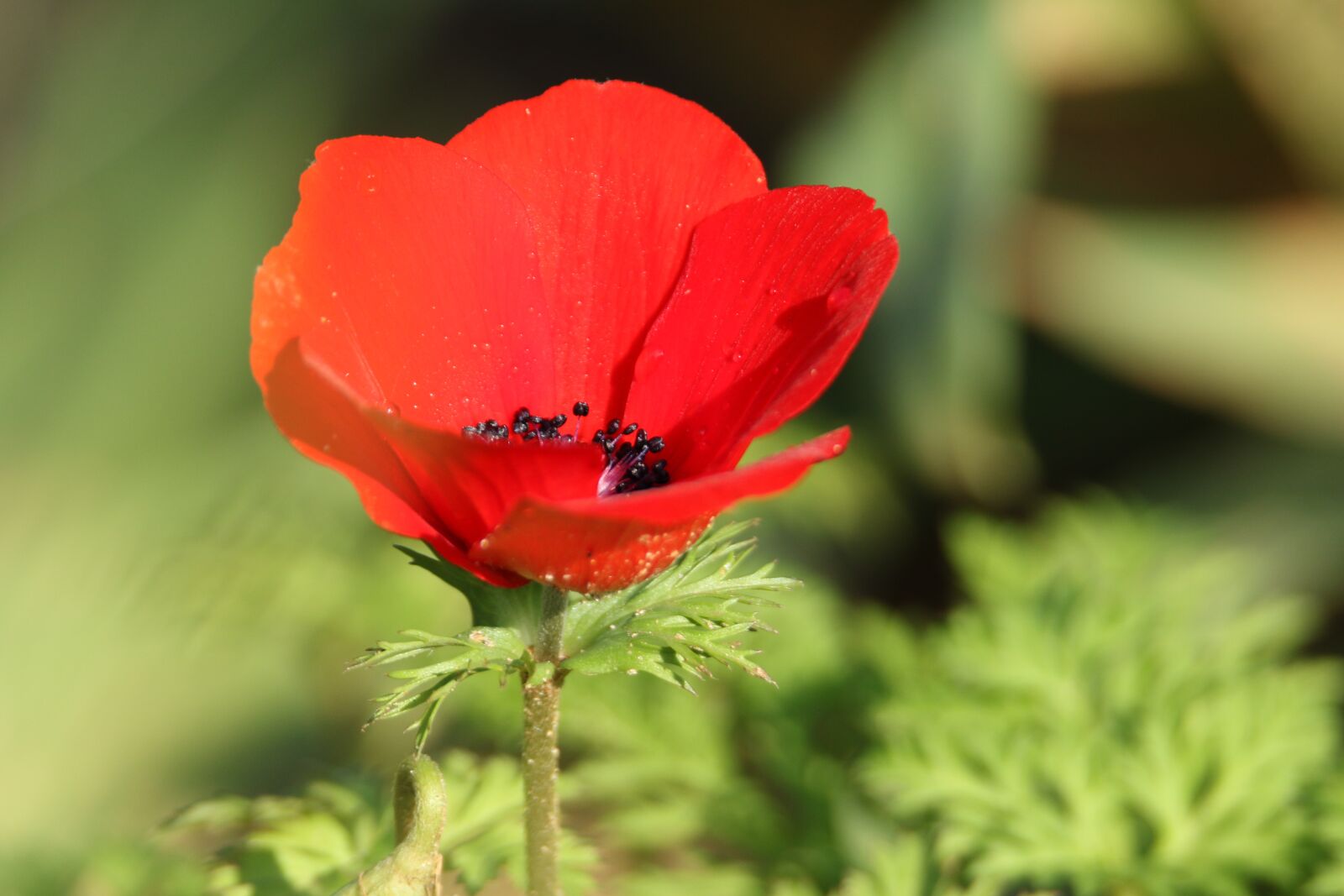 Canon EOS 7D Mark II sample photo. Flower, anemone, red photography