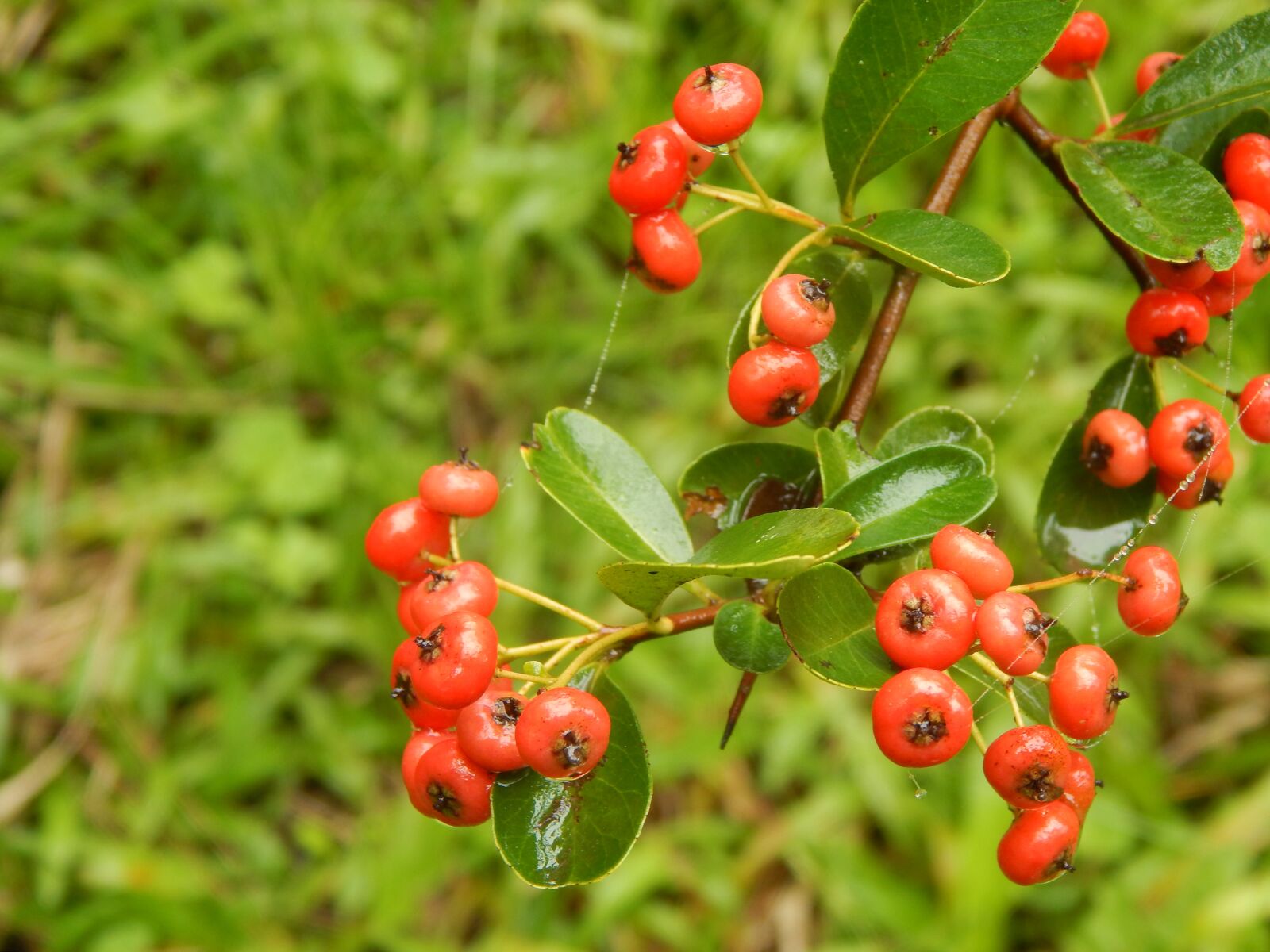 Nikon Coolpix L820 sample photo. Crataegus, plant, wild photography