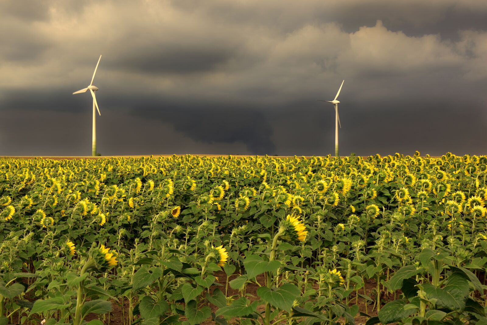 Nikon D5600 sample photo. Sunflower, field, sunflower field photography