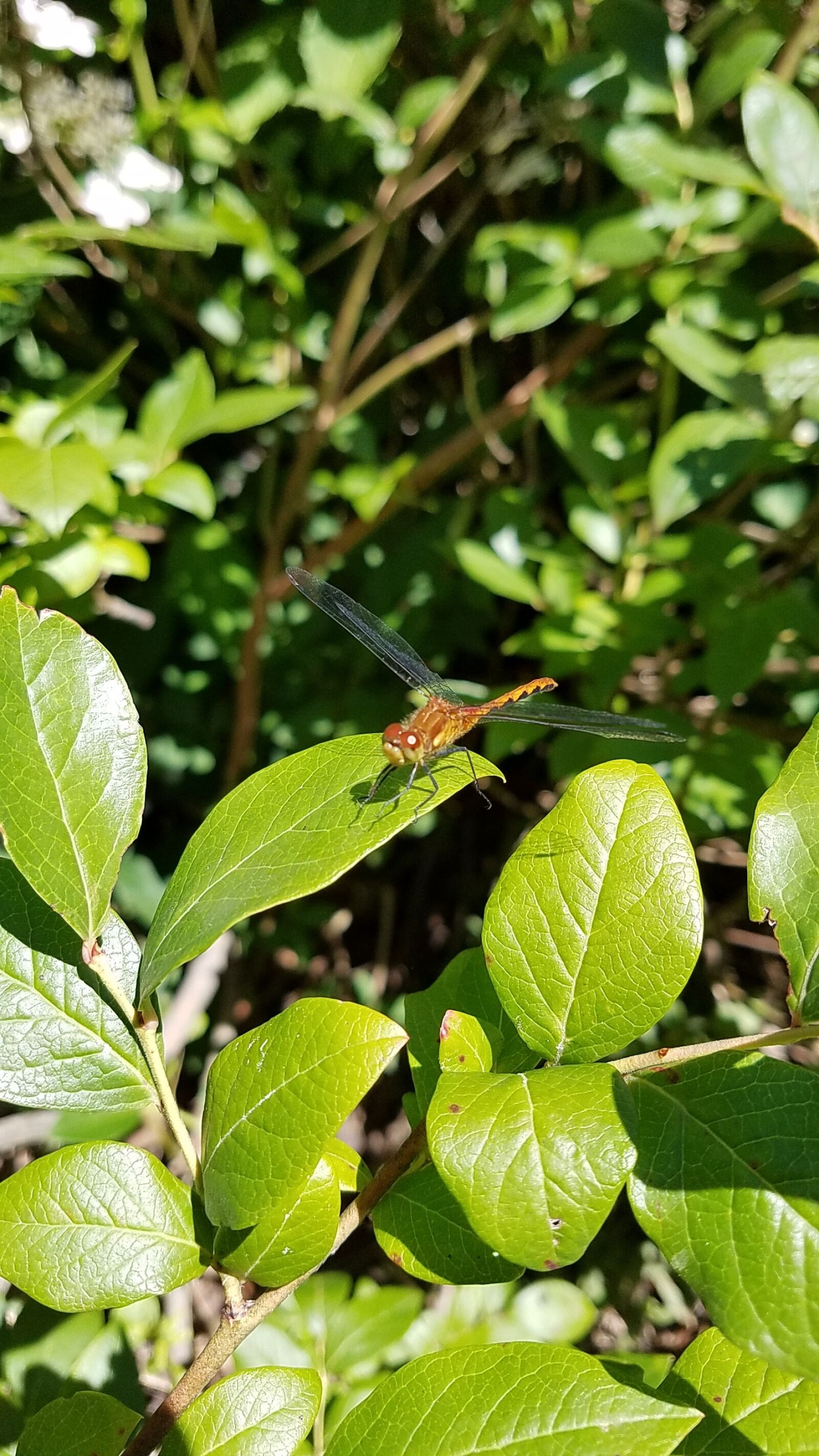 Samsung Galaxy S7 Active sample photo. Dragonfly, insect, bug photography