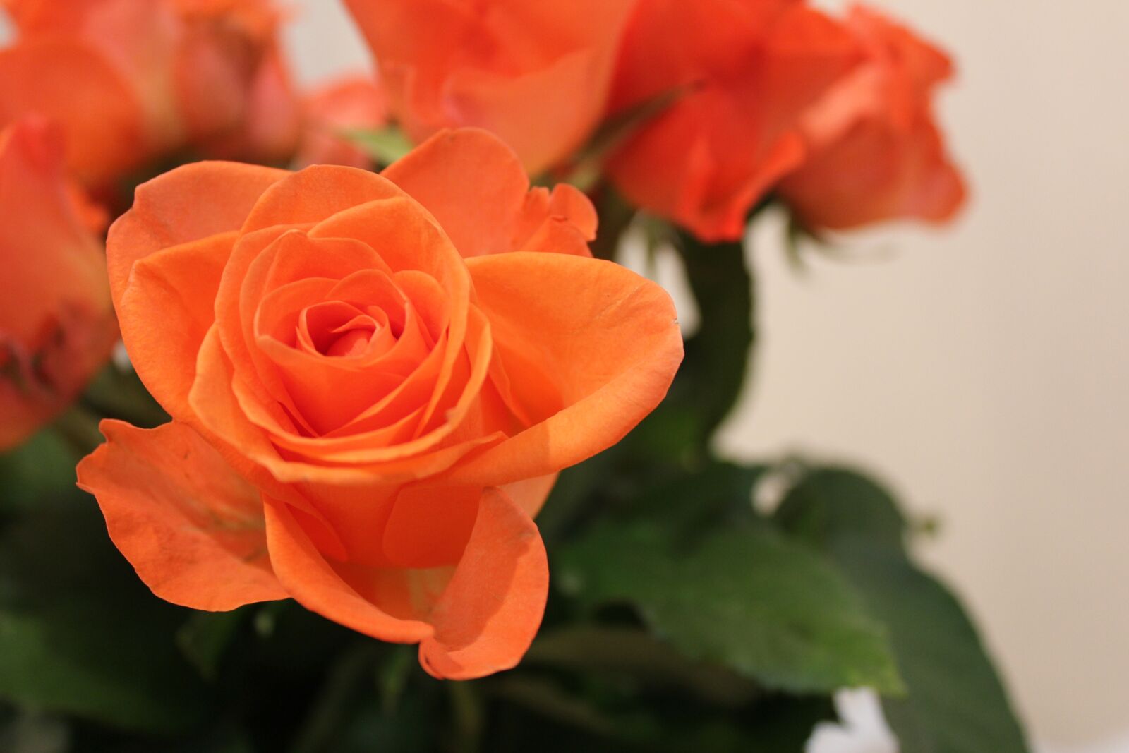 Canon EOS 550D (EOS Rebel T2i / EOS Kiss X4) sample photo. Flowers, rose, bouquet photography