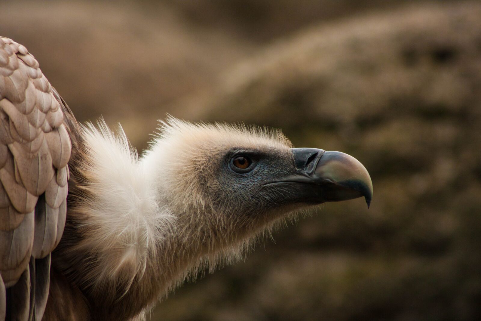 Canon EF 75-300mm F4.0-5.6 IS USM sample photo. Vulture, portrait, nature photography