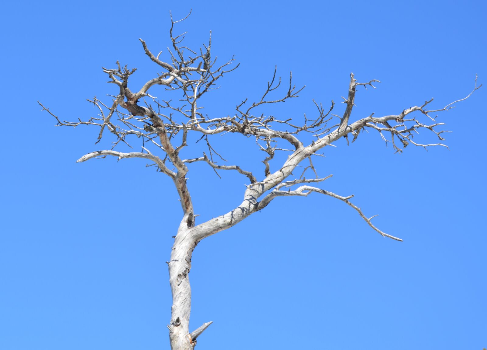Nikon D5200 sample photo. Tree, branch, nature photography