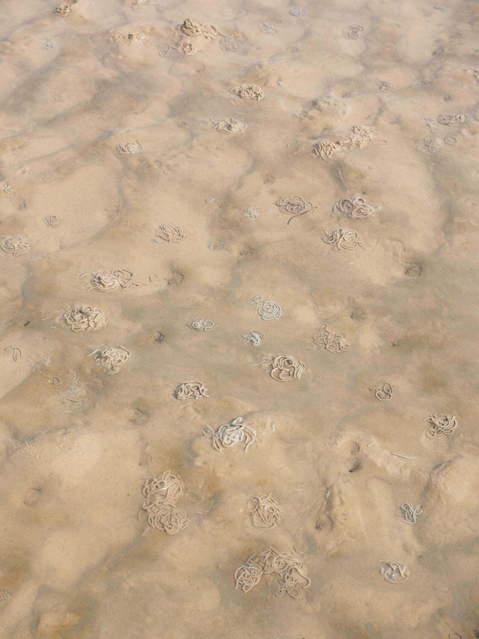 Olympus OM-D E-M1 + Olympus M.Zuiko Digital ED 12-40mm F2.8 Pro sample photo. Watt worm pile, lugworm photography