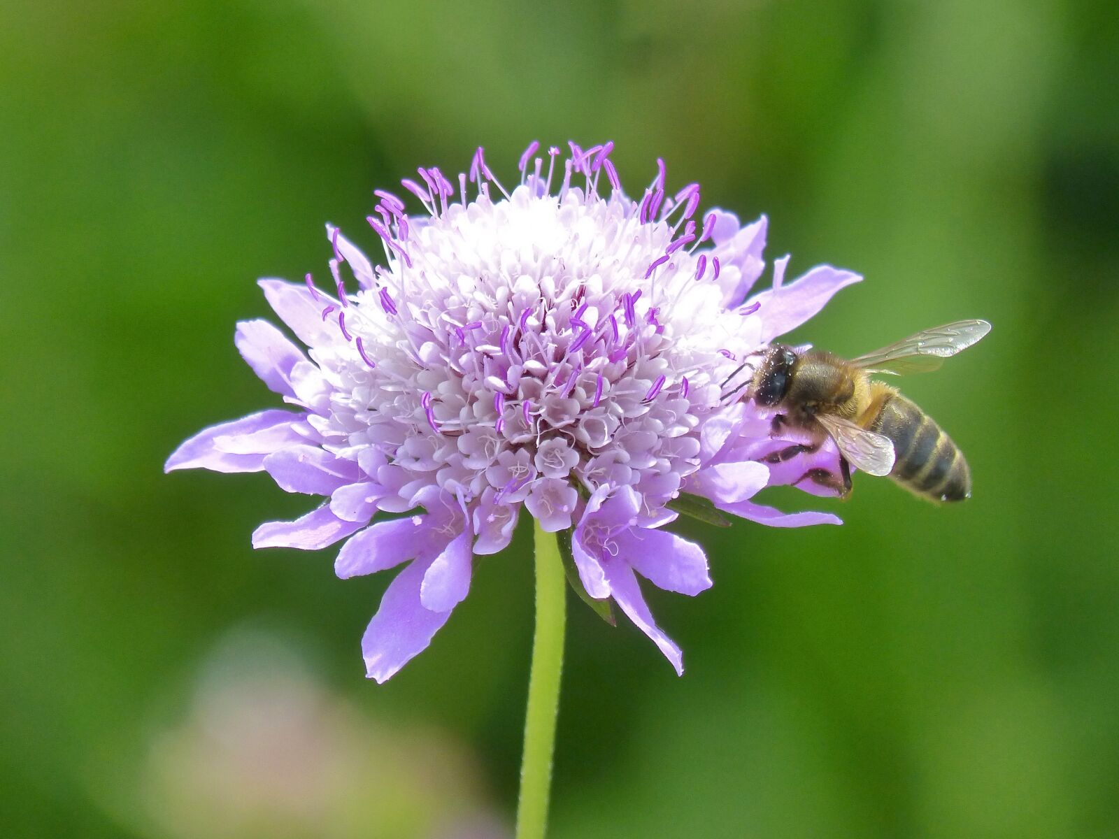Panasonic DMC-FZ62 sample photo. Flower, bee, libar photography
