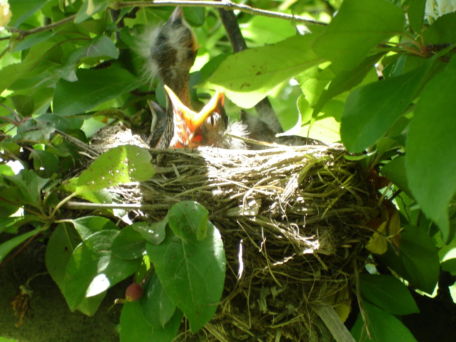 Sony DSC-W7 sample photo. Bird, nest, baby photography