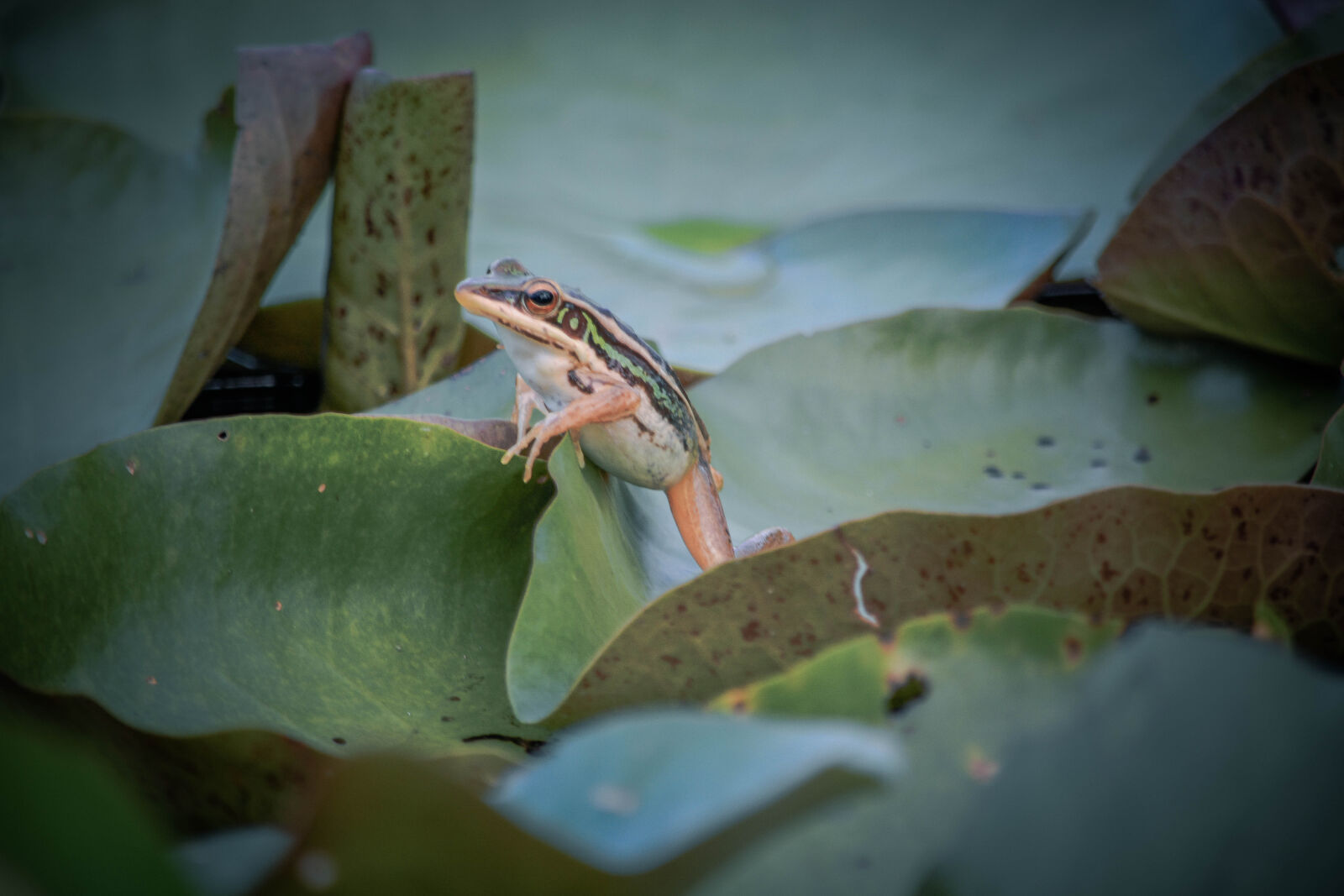 Nikon D5200 sample photo