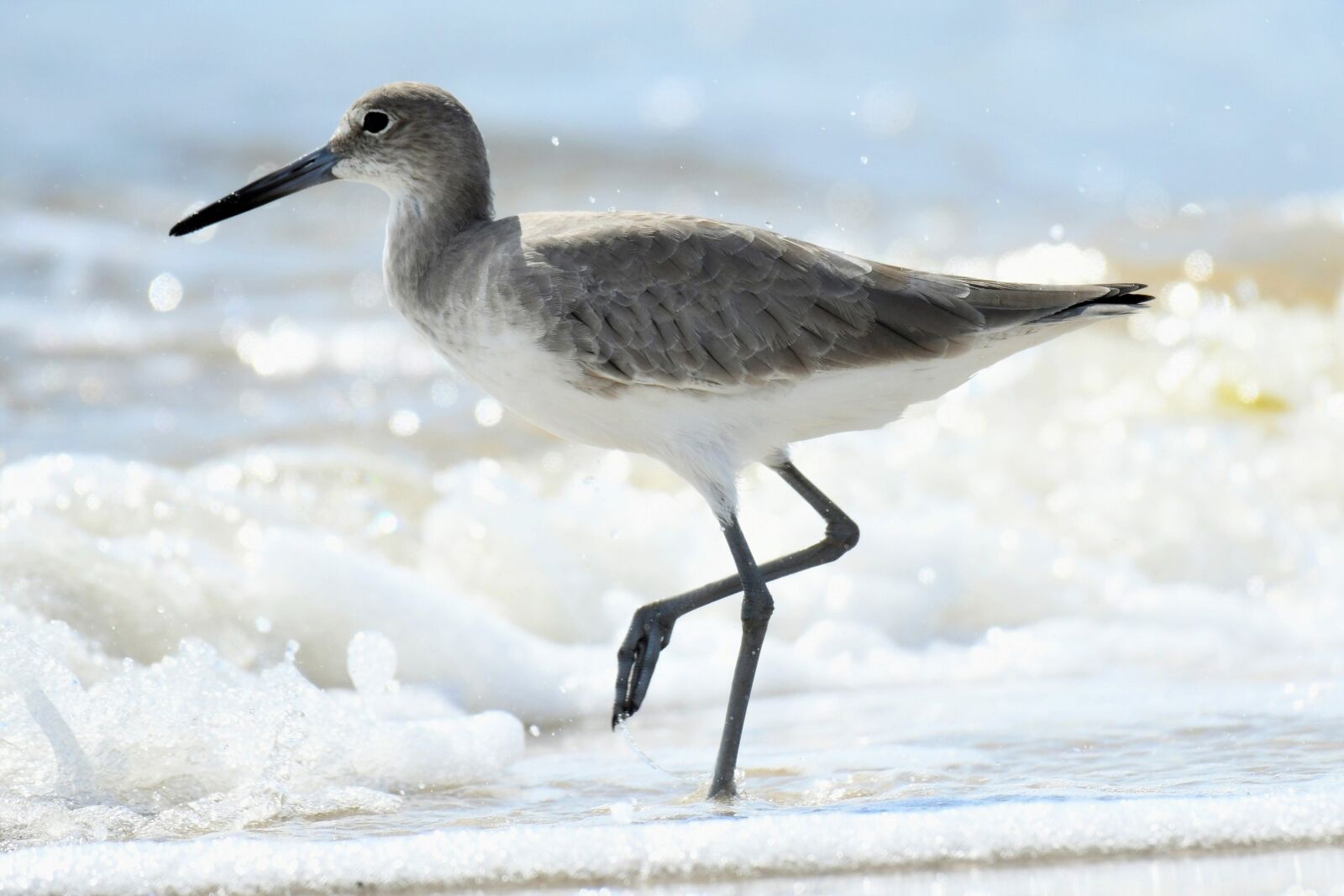 Nikon D500 sample photo. Willet, catoptrophorus semipalmatus, winter photography