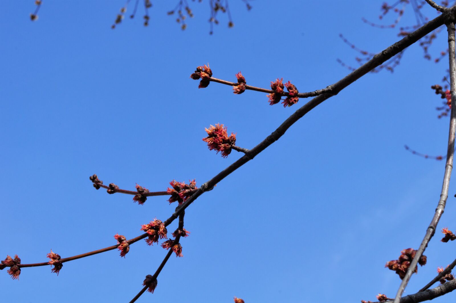 Nikon D5000 sample photo. Spring, nature, flowers photography