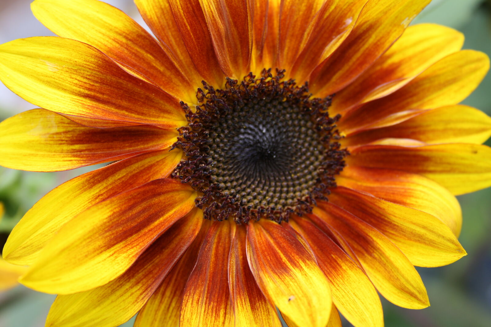 Canon EOS 1000D (EOS Digital Rebel XS / EOS Kiss F) sample photo. Garden, flower photography