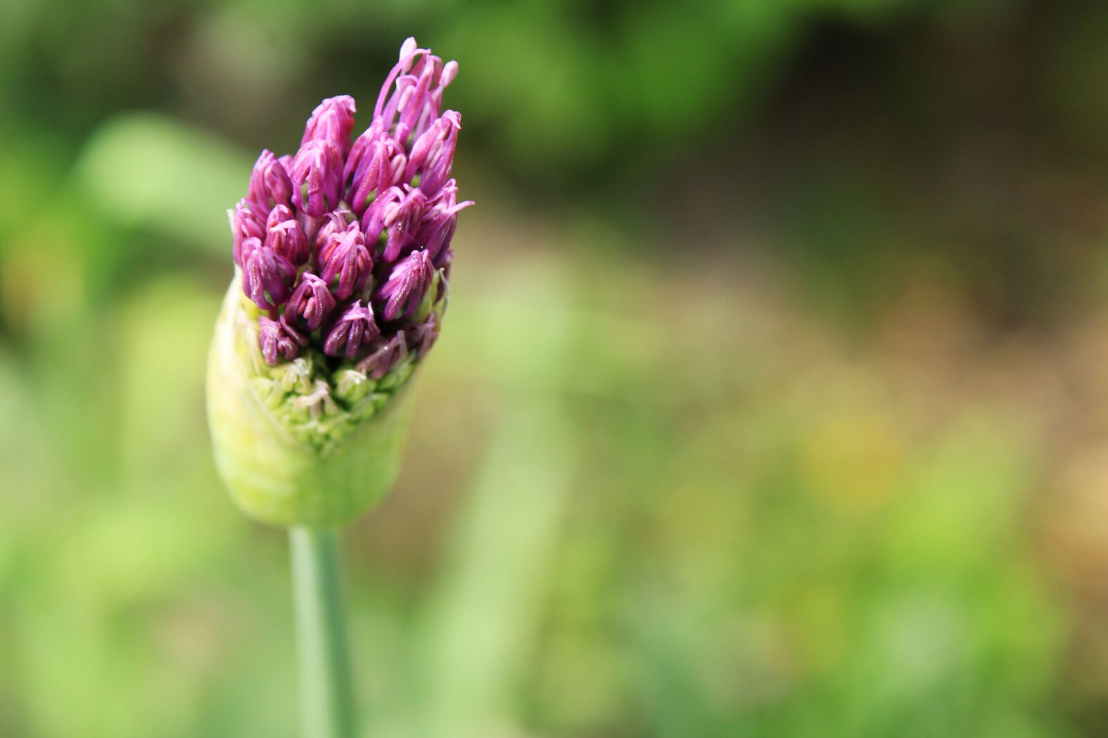 Canon EOS 2000D (EOS Rebel T7 / EOS Kiss X90 / EOS 1500D) sample photo. Ornamental onion, allium stratos photography