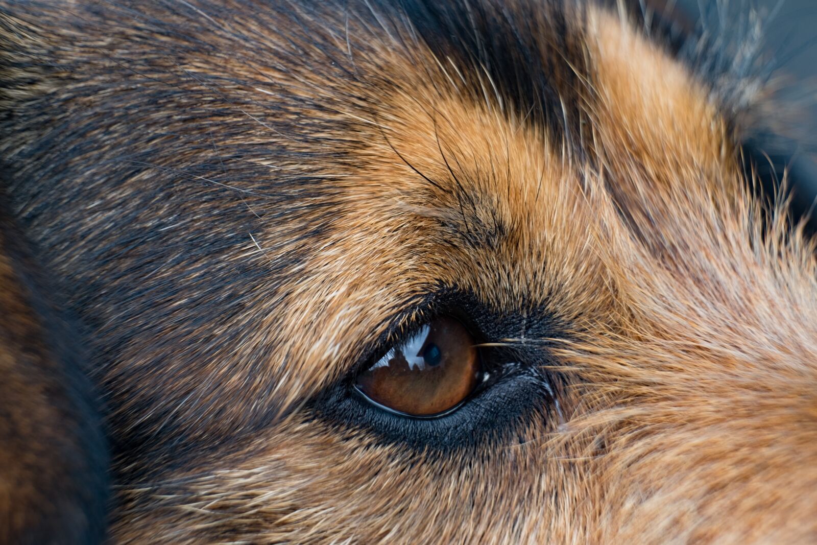 Fujifilm XF 55-200mm F3.5-4.8 R LM OIS sample photo. Dog, eye, closeup photography