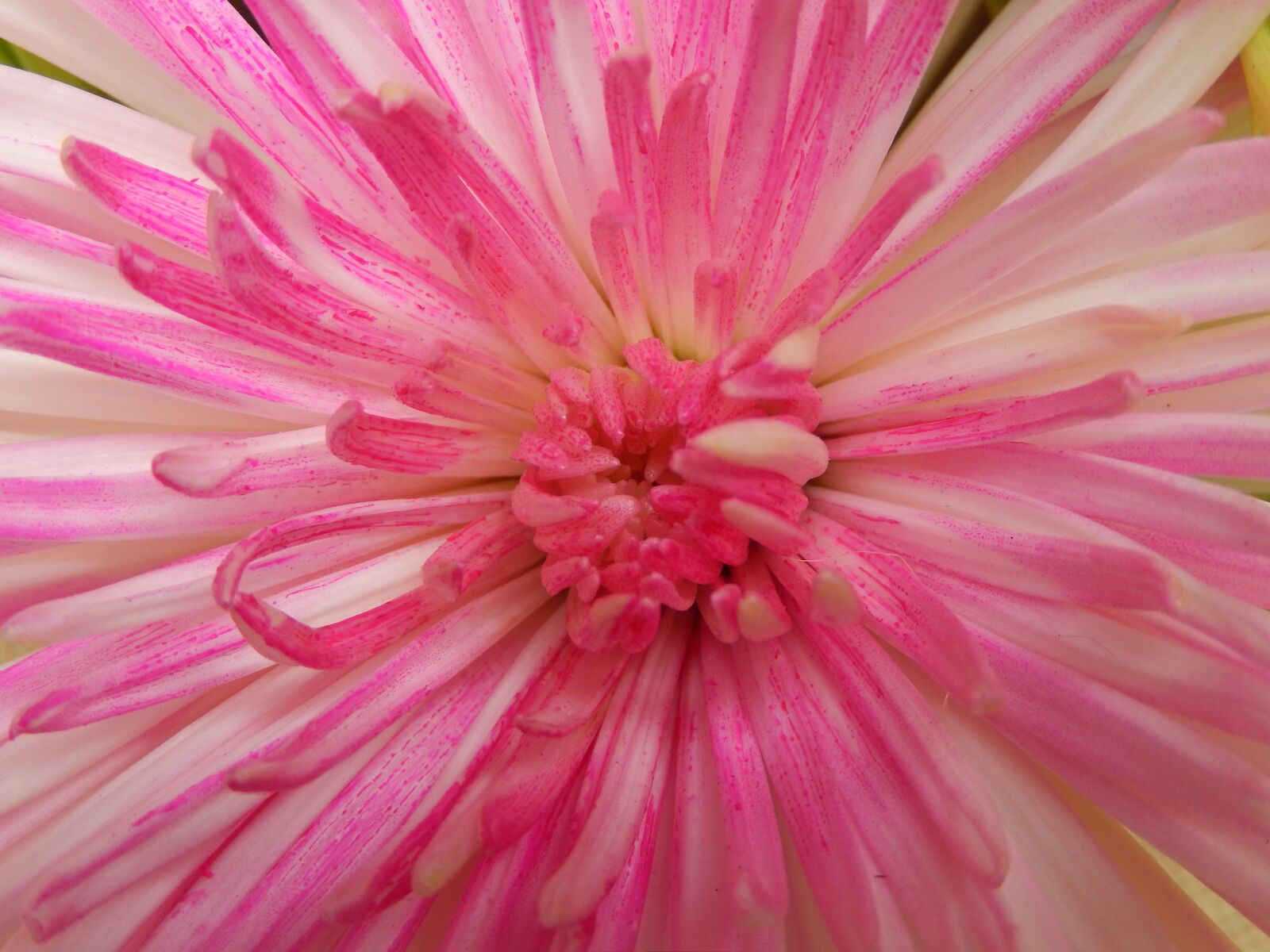Nikon Coolpix S9500 sample photo. Flower, pink, nature photography