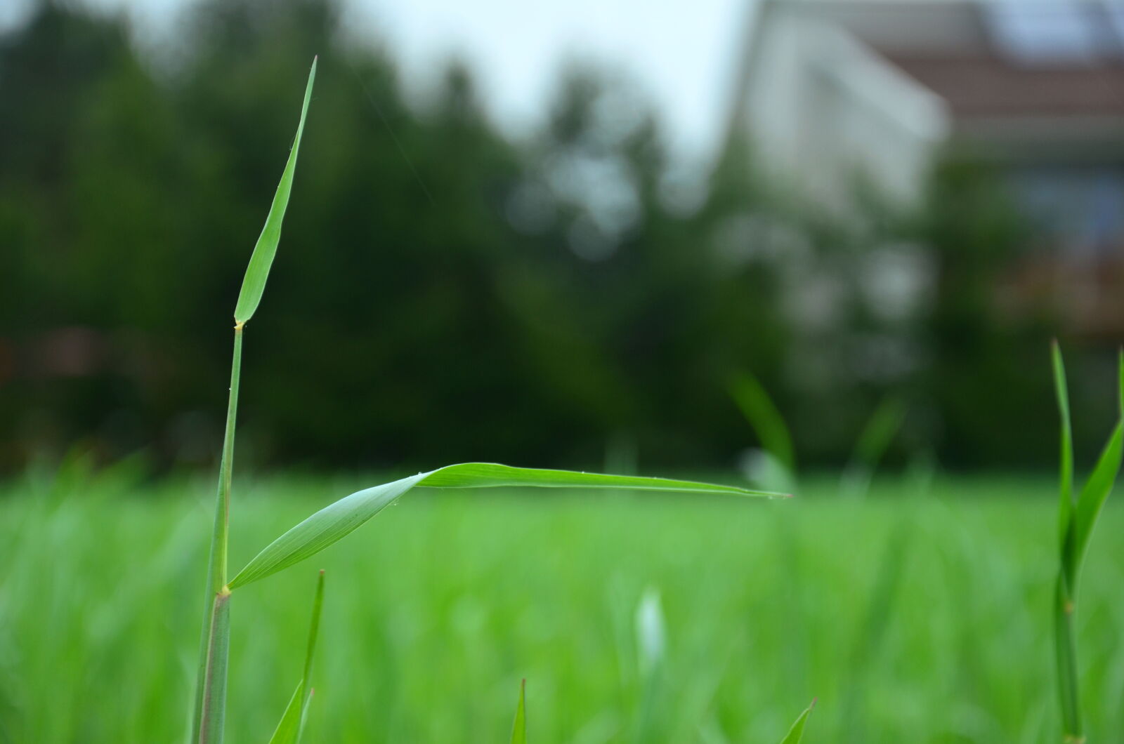 Nikon D5100 sample photo
