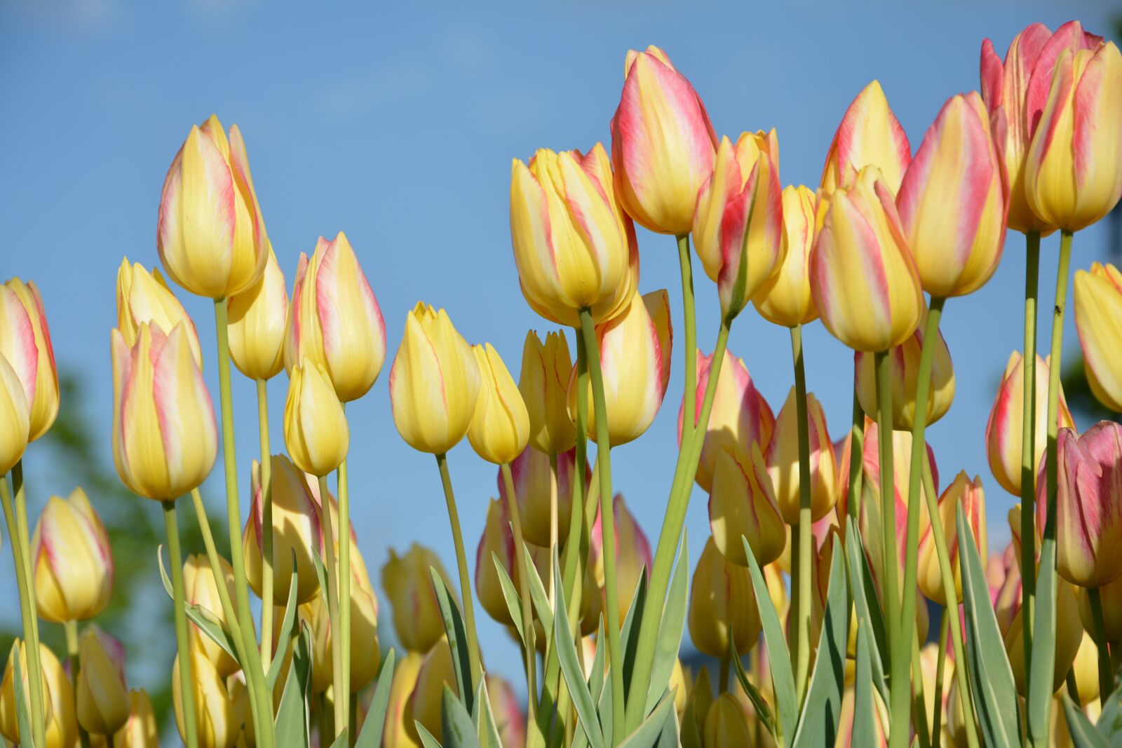 Nikon D7100 sample photo. Tulips, flower, nature photography