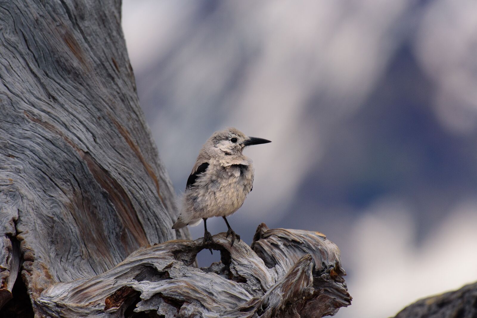 Nikon D750 sample photo. Animal, bird, close-up photography