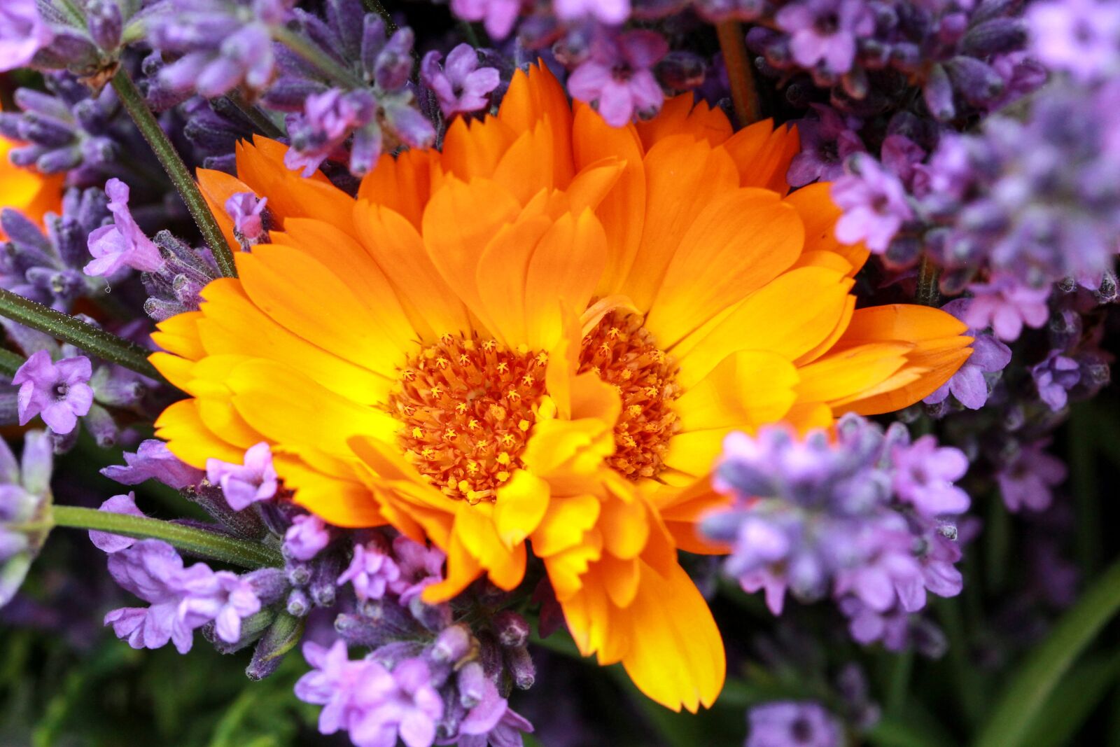 Canon EF-S 60mm F2.8 Macro USM sample photo. Bunch of flowers, marigold photography