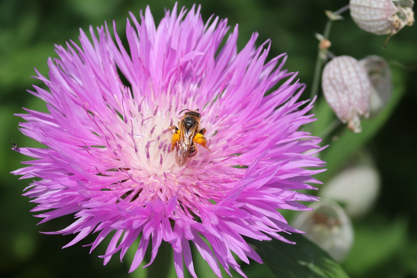 Canon EOS 200D (EOS Rebel SL2 / EOS Kiss X9) sample photo. Bee, honey bee, sprinkle photography