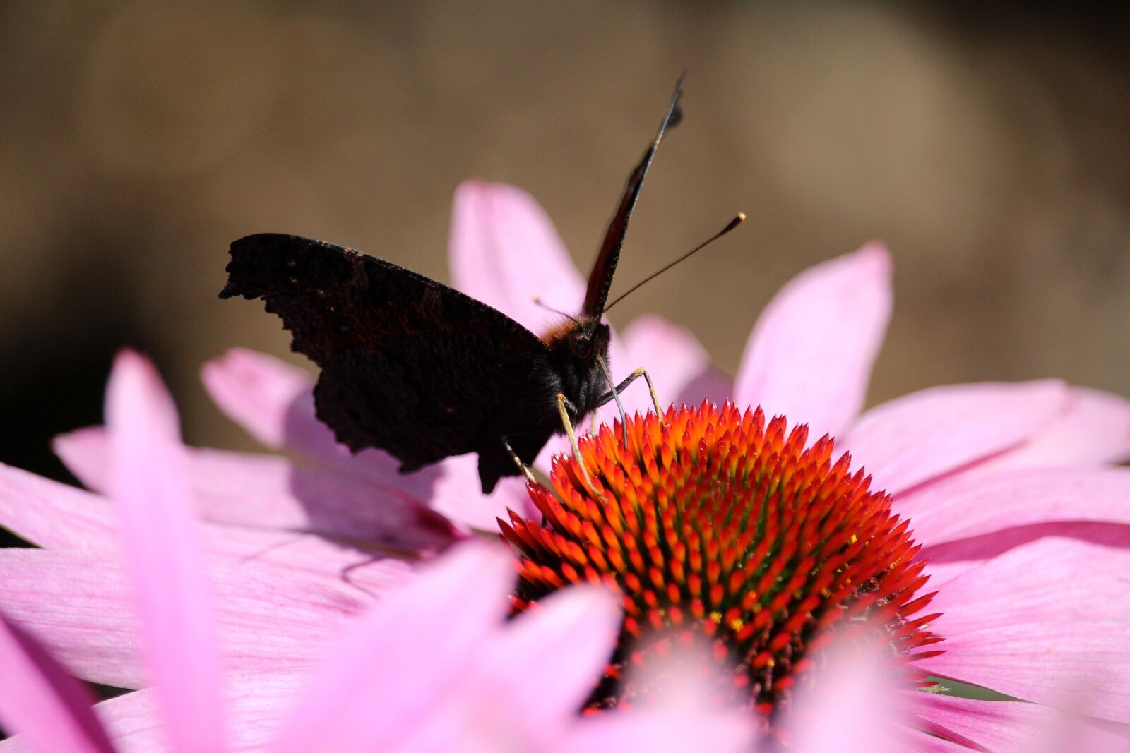 Canon EOS 700D (EOS Rebel T5i / EOS Kiss X7i) + Canon EF-S 55-250mm F4-5.6 IS STM sample photo. Peacock butterfly, butterfly, pink photography