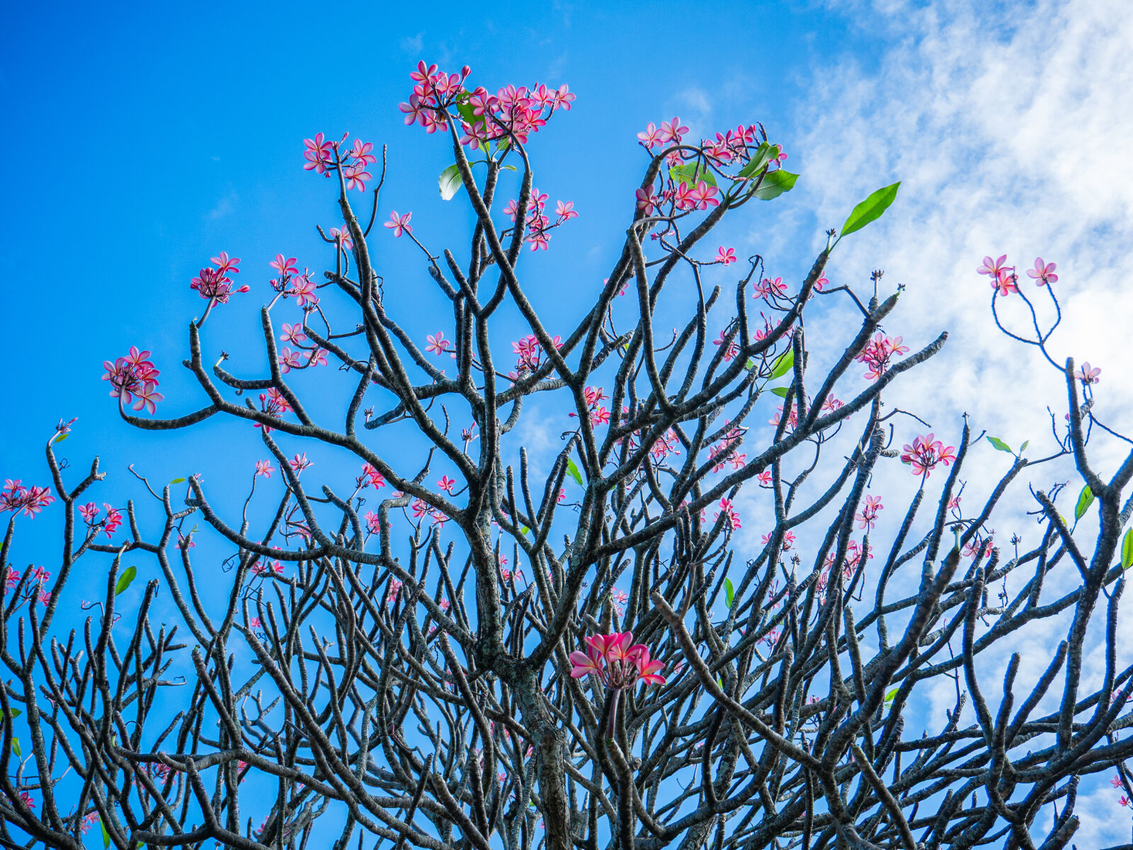 Panasonic Lumix DMC-G85 (Lumix DMC-G80) sample photo. Plumeria at kualoa ranch photography