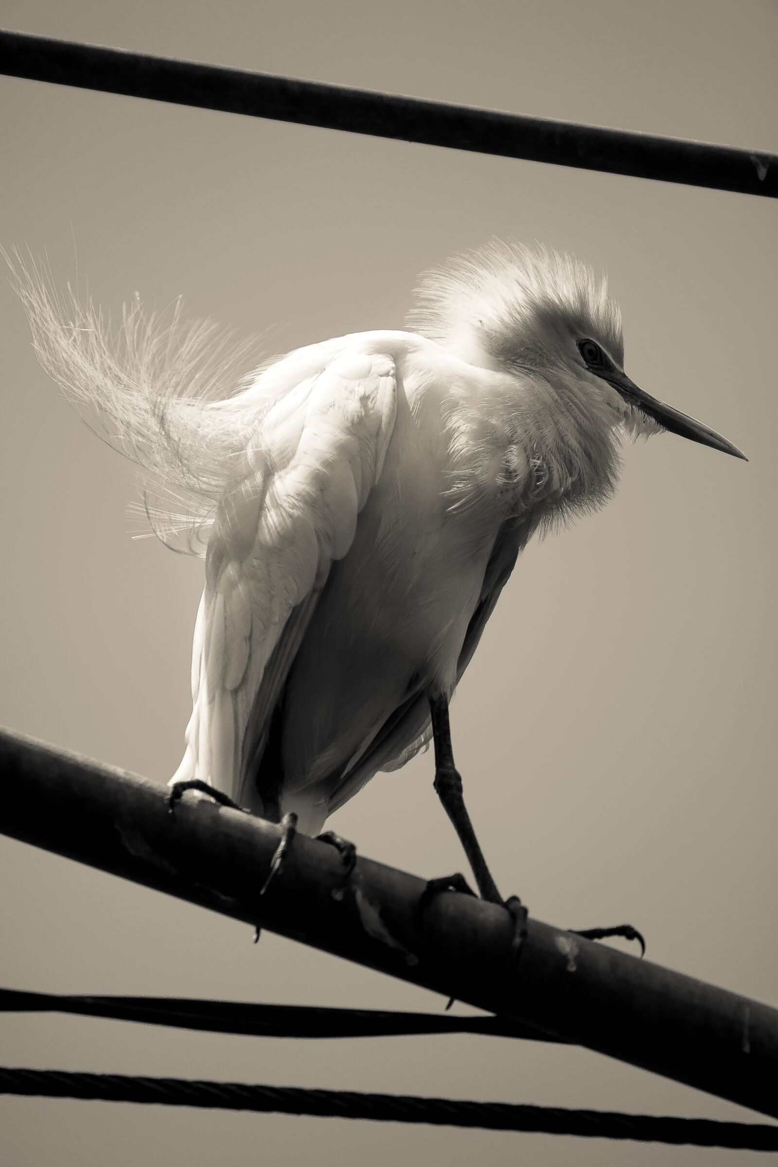 Canon EOS 50D sample photo. Bird, photo, stand photography