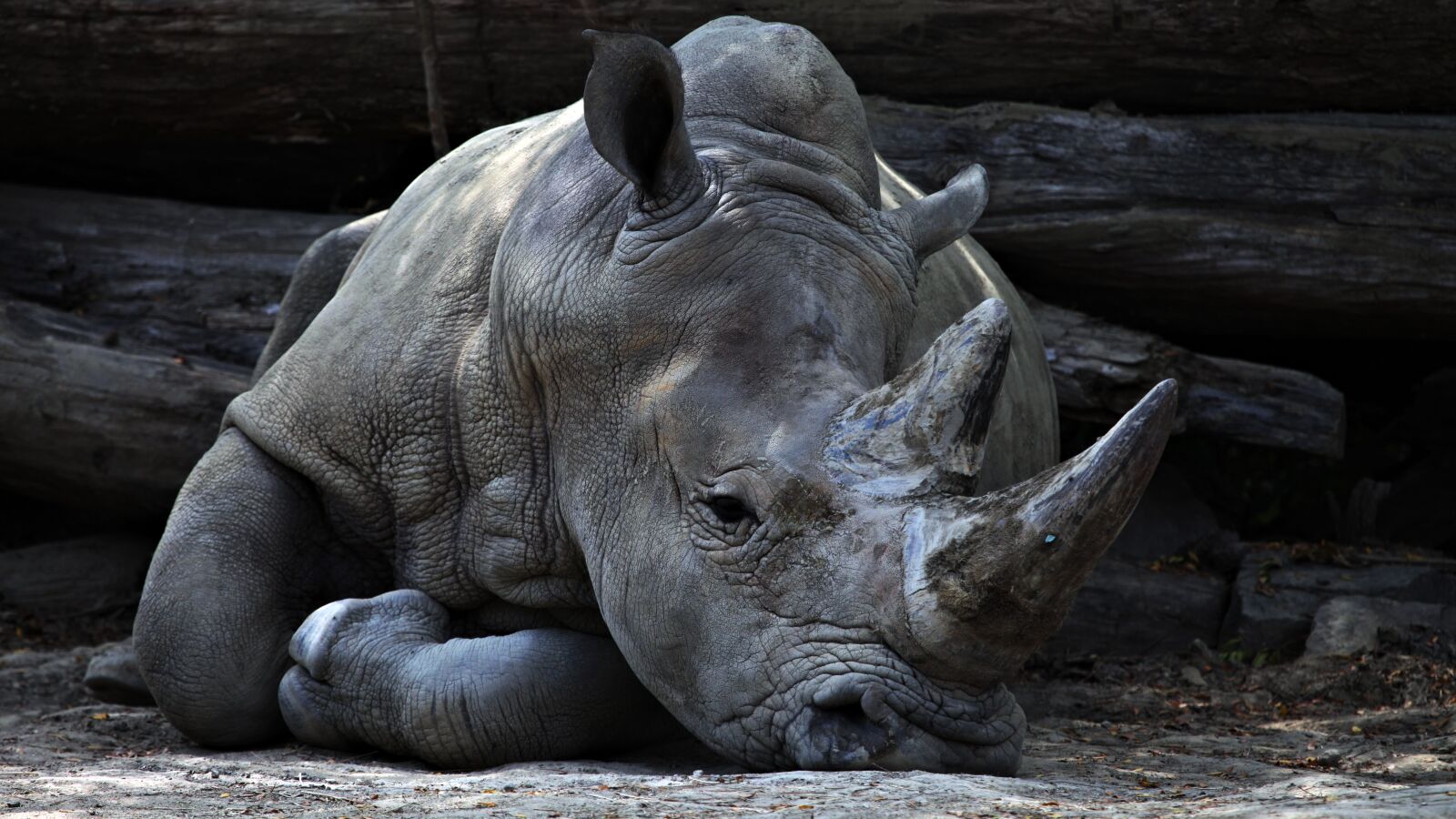 Canon EOS 5D Mark II sample photo. Animal, big, grey photography