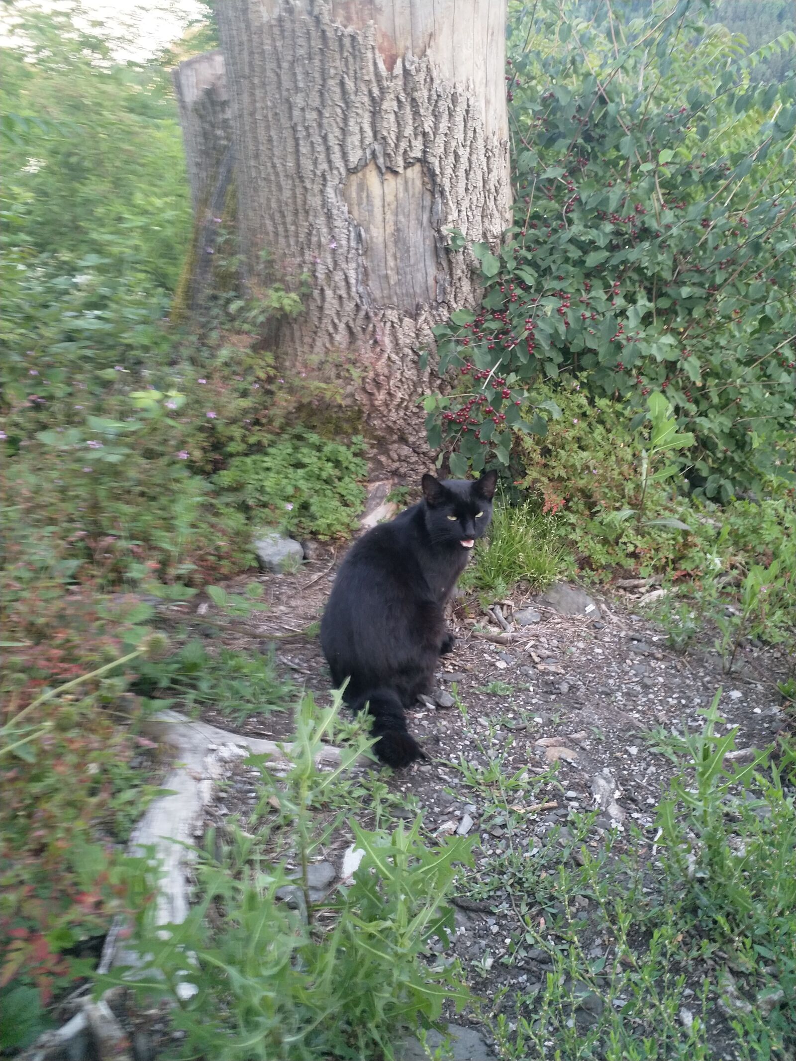 HMD Global Nokia 8 sample photo. Cat, forest, animal photography