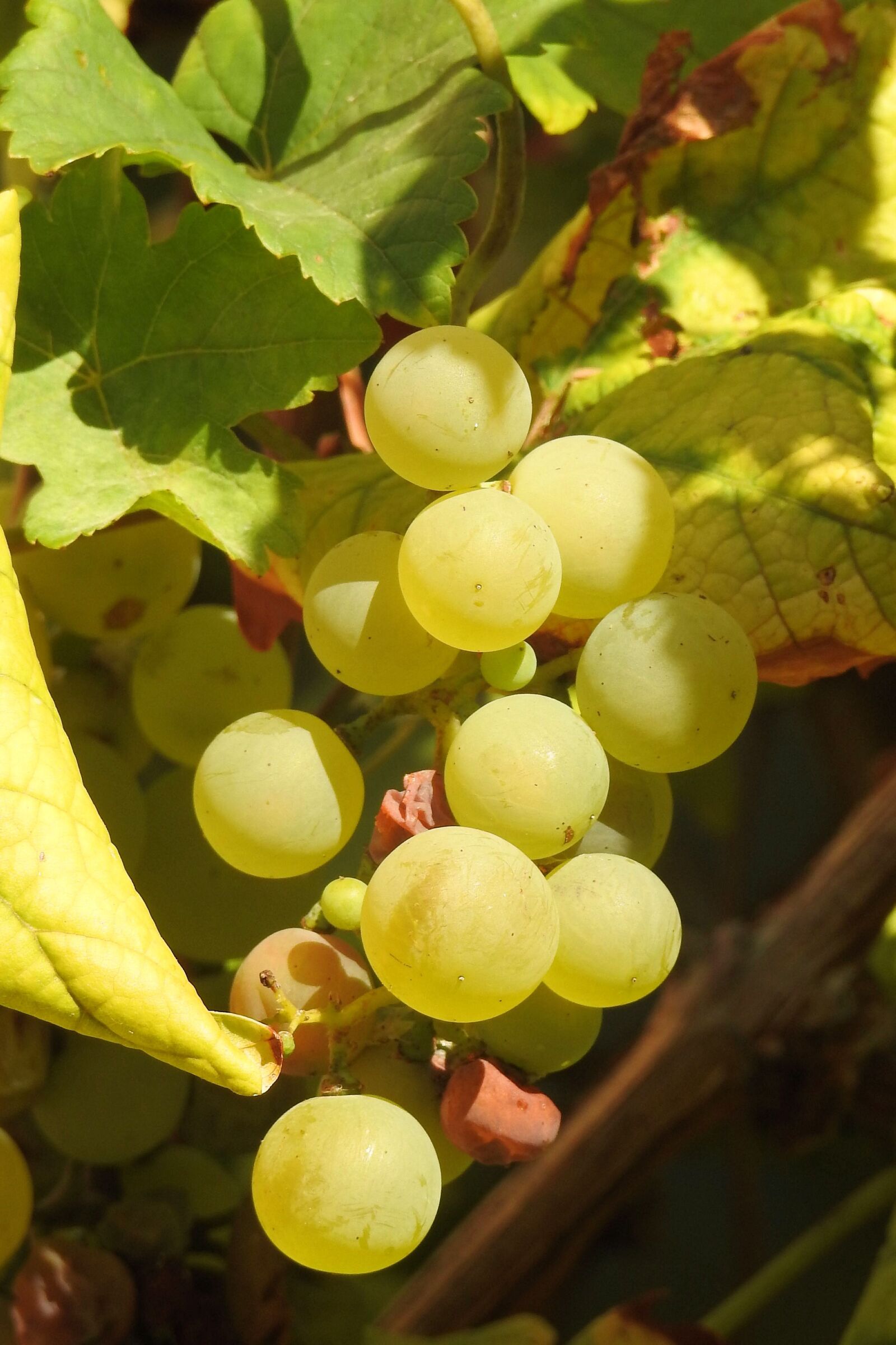 Nikon Coolpix P900 sample photo. Grapes, grapevine, rebstock photography