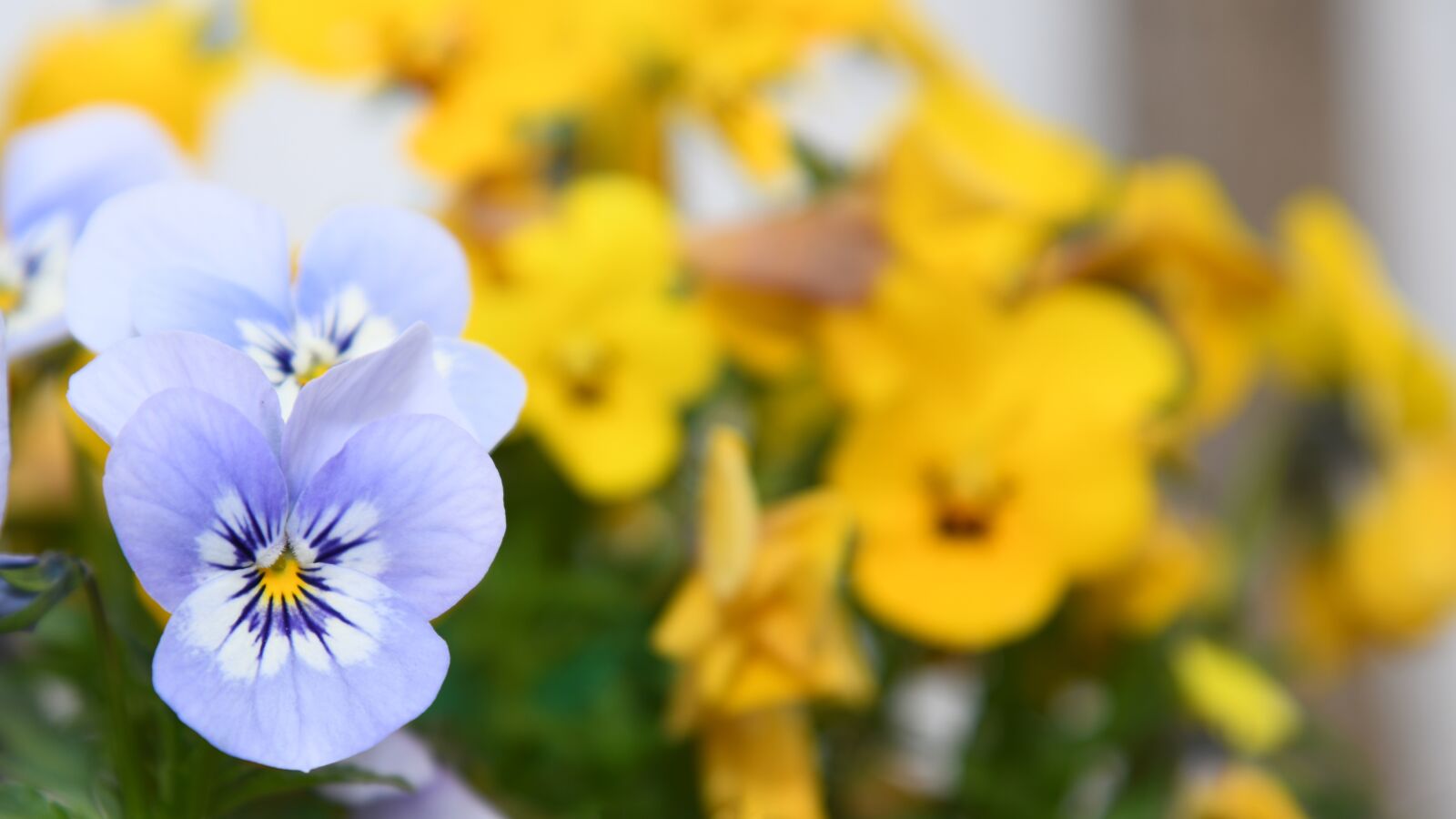 Nikon D850 sample photo. Flower, yellow, nature photography