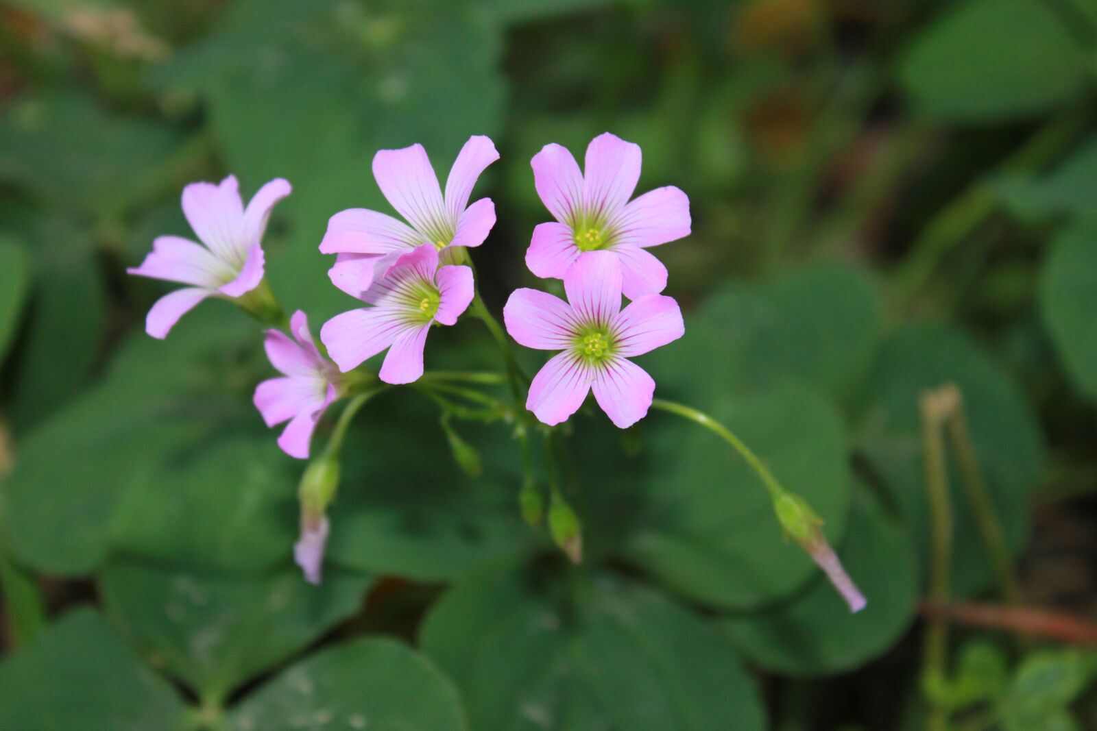 Canon EOS 550D (EOS Rebel T2i / EOS Kiss X4) sample photo. Flower, linda, mato photography